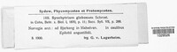 Synchytrium globosum image